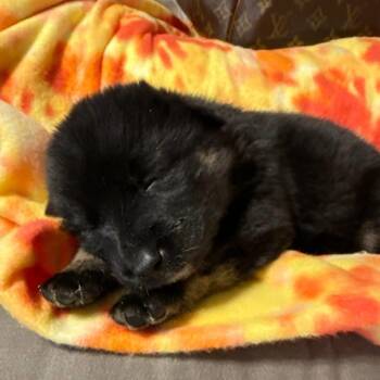 Terrier Dogs Available for Adoption - Beignet Mardi C221 | PetCurious