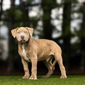 Beefcake -  Mixed Breed Dog for Adoption in Jupiter, Florida - Beefcake | PetCurious