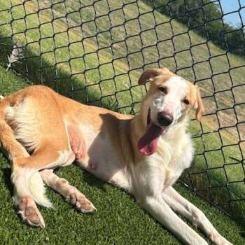 Rescue Whippet Dogs for Adoption in Sachse, Texas - Lucy | PetCurious