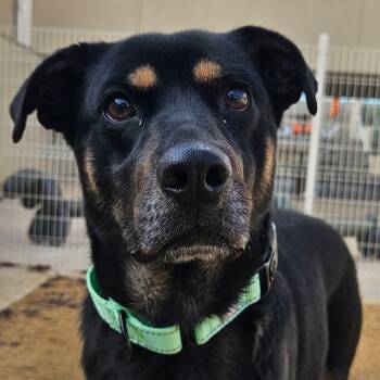 Rescue Mixed Breed Dogs for Adoption in Kanab, Utah - Clyde | PetCurious