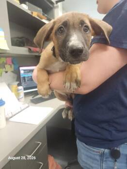 Avery -  Mixed Breed Dog for Adoption in Sapulpa, Oklahoma - Avery | PetCurious