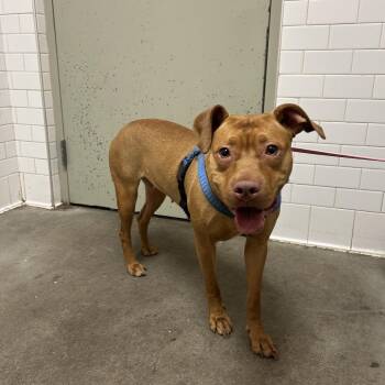 Gorgonzola -  Mixed Breed Dog for Adoption in Pittsburgh, Pennsylvania - Gorgonzola | PetCurious