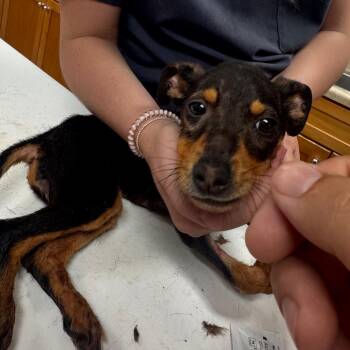 Mollie -  Terrier and Mixed Breed Dog for Adoption in Starkville, Mississippi - Mollie | PetCurious