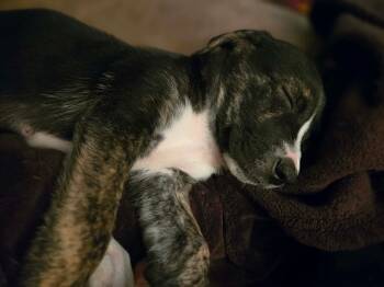 HOWIE -  Labrador Retriever and Shepherd Dog for Adoption in Sanford, North Carolina - HOWIE | PetCurious