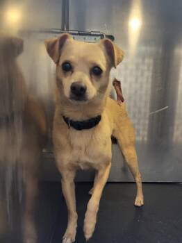 Chihuahua Dogs Available for Adoption in San Antonio, Texas - TUCO | PetCurious