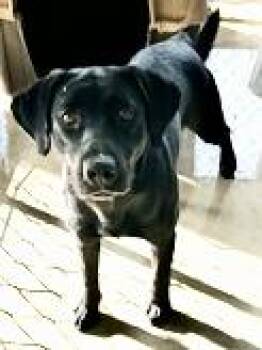 Black Labrador Retriever and Mixed Breed Dogs Available for Adoption in Westfield, New York - Star | PetCurious