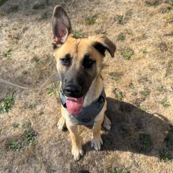 Wiley -  German Shepherd Dog and Husky Dog for Adoption in Port Angeles, Washington - Wiley | PetCurious