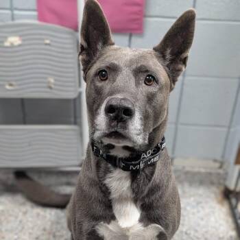 Cole -  Mixed Breed Dog for Adoption in West Olive, Michigan - Cole | PetCurious