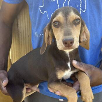 Beagle Dogs Available for Adoption - Charlie - Local April 10-12 | PetCurious