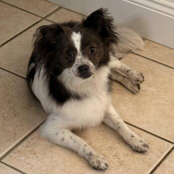 Kendall -  Pomeranian and Papillon Dog for Adoption in Texarkana, Texas - Kendall | PetCurious