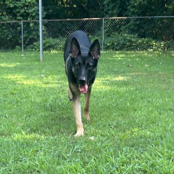 Jacob -  Mixed Breed Dog for Adoption in Auburn, Alabama - Jacob | PetCurious