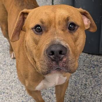 Von -  Mixed Breed Dog for Adoption in Greenville, South Carolina - Von | PetCurious