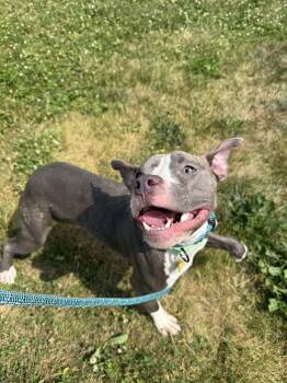 Sammy -  Pit Bull Terrier Dog for Adoption in Cleveland, Ohio - Sammy | PetCurious