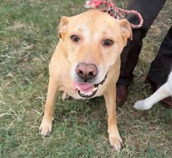 Papucho -  Mixed Breed and Labrador Retriever Dog for Adoption in Austin, Texas - Papucho | PetCurious