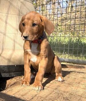Hound Dogs Available for Adoption - Lily JM In MS | PetCurious