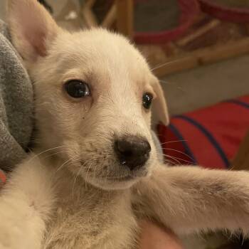 Rescue Mixed Breed Dogs for Adoption in Parrish, Alabama - French Fry | PetCurious