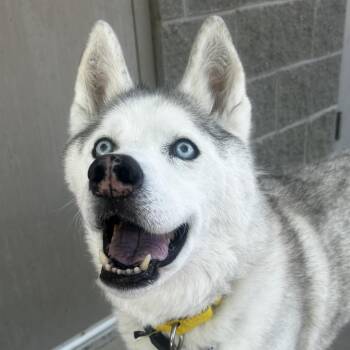 Mixed Breed Dogs Available for Adoption in Asheville, North Carolina - River | PetCurious