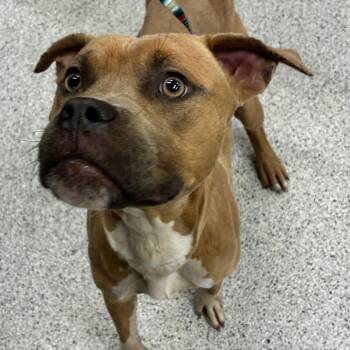 Chase -  Mixed Breed Dog for Adoption in Oak Park, Illinois - Chase | PetCurious