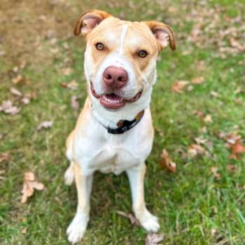 Rescue Mixed Breed Dogs for Adoption in Rocky Mount, Virginia - Boogie | PetCurious