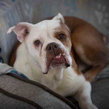 Marlow (MY26-64) -  English Bulldog and Pit Bull Terrier Dog for Adoption in Peyton, Colorado - Marlow (MY26-64) | PetCurious