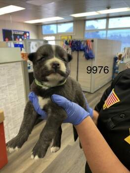 Niko -  Siberian Husky Dog for Adoption in Victorville, California - Niko | PetCurious