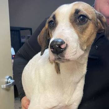 Rescue Mixed Breed Dogs for Adoption in Gadsden, Alabama - ELM 14 | PetCurious