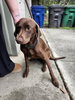 Labrador Retriever Dogs Available for Adoption in San Antonio, Texas - HERSHEY | PetCurious