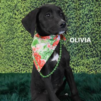 Mixed Breed Dogs Available for Adoption in Yuma, Arizona - Olivia | PetCurious