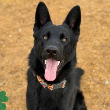 German Shepherd Dog Dogs Available for Adoption - Alfie | PetCurious