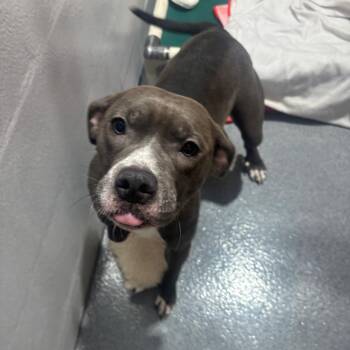 Pixie stix -  Pit Bull Terrier and Mixed Breed Dog for Adoption in Evansville, Indiana - Pixie Stix | PetCurious