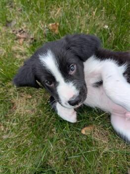 Border Collie Dogs Available for Adoption in Churchville, New York - Oreo | PetCurious