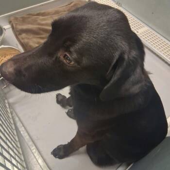 Gunner -  Labrador Retriever Dog for Adoption in Vinita, Oklahoma - Gunner | PetCurious