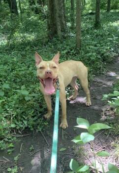 Bulma -  Pit Bull Terrier and Mixed Breed Dog for Adoption in Kansas City, Missouri - Bulma | PetCurious