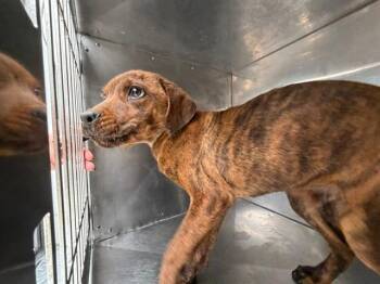 Mixed Breed Dogs Available for Adoption in Dallas, Texas - BRINDLE | PetCurious