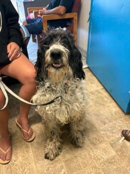 Dillon -  English Setter Dog for Adoption in Carson City, Nevada - Dillon | PetCurious