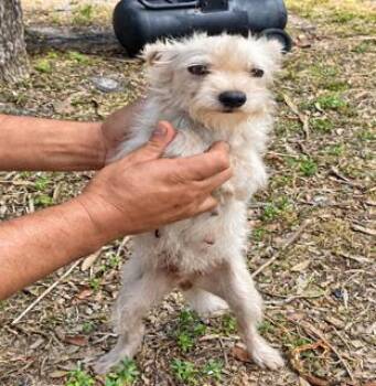 Chiquita -  Maltese and Yorkshire Terrier Dog for Adoption in Tifton, Georgia - Chiquita | PetCurious