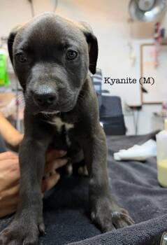 Rescue Pit Bull Terrier Dogs for Adoption in Los Angeles, California - Kyanite | PetCurious