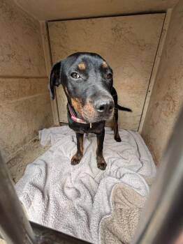 Doberman Pinscher and Mixed Breed Dogs Available for Adoption in Oklahoma City, Oklahoma - A472653 | PetCurious