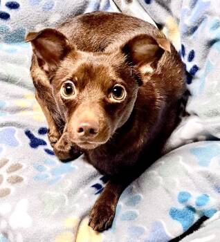 Polly Parton -  Chihuahua Dog for Adoption in Westfield, New York - Polly Parton | PetCurious