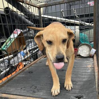 Biscoff -  Beagle and Yellow Labrador Retriever Dog for Adoption in Madill, Oklahoma - Biscoff | PetCurious
