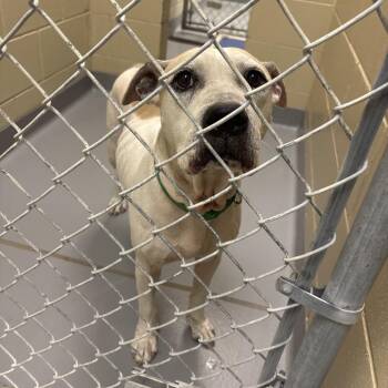 09/30/2026-Stray-13thStreet -  Mixed Breed Dog for Adoption in Columbus, Georgia - 09/30/2026-Stray-13thStreet | PetCurious