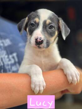 Lucy -  Mixed Breed Dog for Adoption in Walthill, Nebraska - Lucy | PetCurious