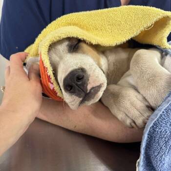 Rescue Mixed Breed Dogs for Adoption in Enfield, New Hampshire - Trooper | PetCurious