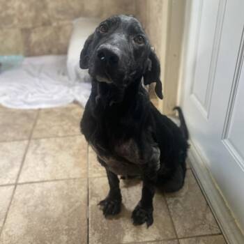 Caterpillar -  Labrador Retriever and Mixed Breed Dog for Adoption in Loxahatchee Groves, Florida - Caterpillar | PetCurious