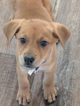 German Shepherd Dog and Redbone Coonhound Dogs Available for Adoption - Ambrosia  | PetCurious