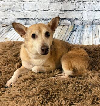 Napolean -  Chihuahua Dog for Adoption in New London, Wisconsin - Napolean | PetCurious