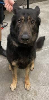 Negan ~ Sponsored! -  German Shepherd Dog and Mixed Breed Dog for Adoption in Bowling Green, Kentucky - Negan ~ Sponsored! | PetCurious