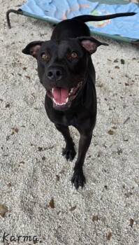 Rescue Black Labrador Retriever and Pit Bull Terrier Dogs for Adoption in Key Largo, Florida - Karma | PetCurious
