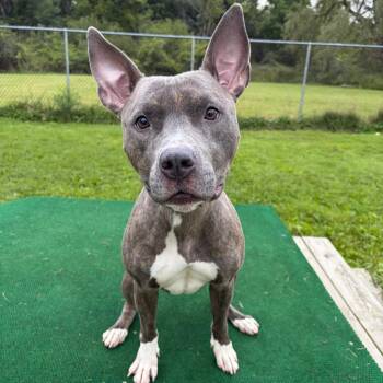 Sharla -  Pit Bull Terrier and Mixed Breed Dog for Adoption in Binghamton, New York - Sharla | PetCurious
