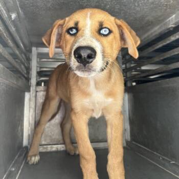 Kimchi -  Shepherd Dog for Adoption in Edinburg, Texas - Kimchi | PetCurious